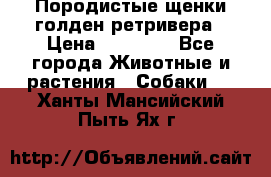Породистые щенки голден ретривера › Цена ­ 25 000 - Все города Животные и растения » Собаки   . Ханты-Мансийский,Пыть-Ях г.